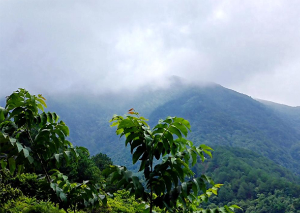 守护呼吸健康：空气净化消毒的科学之道